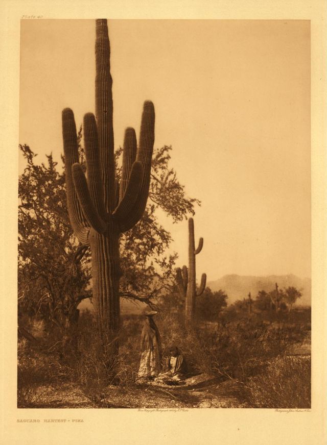 Saguaro Harvest - Pima