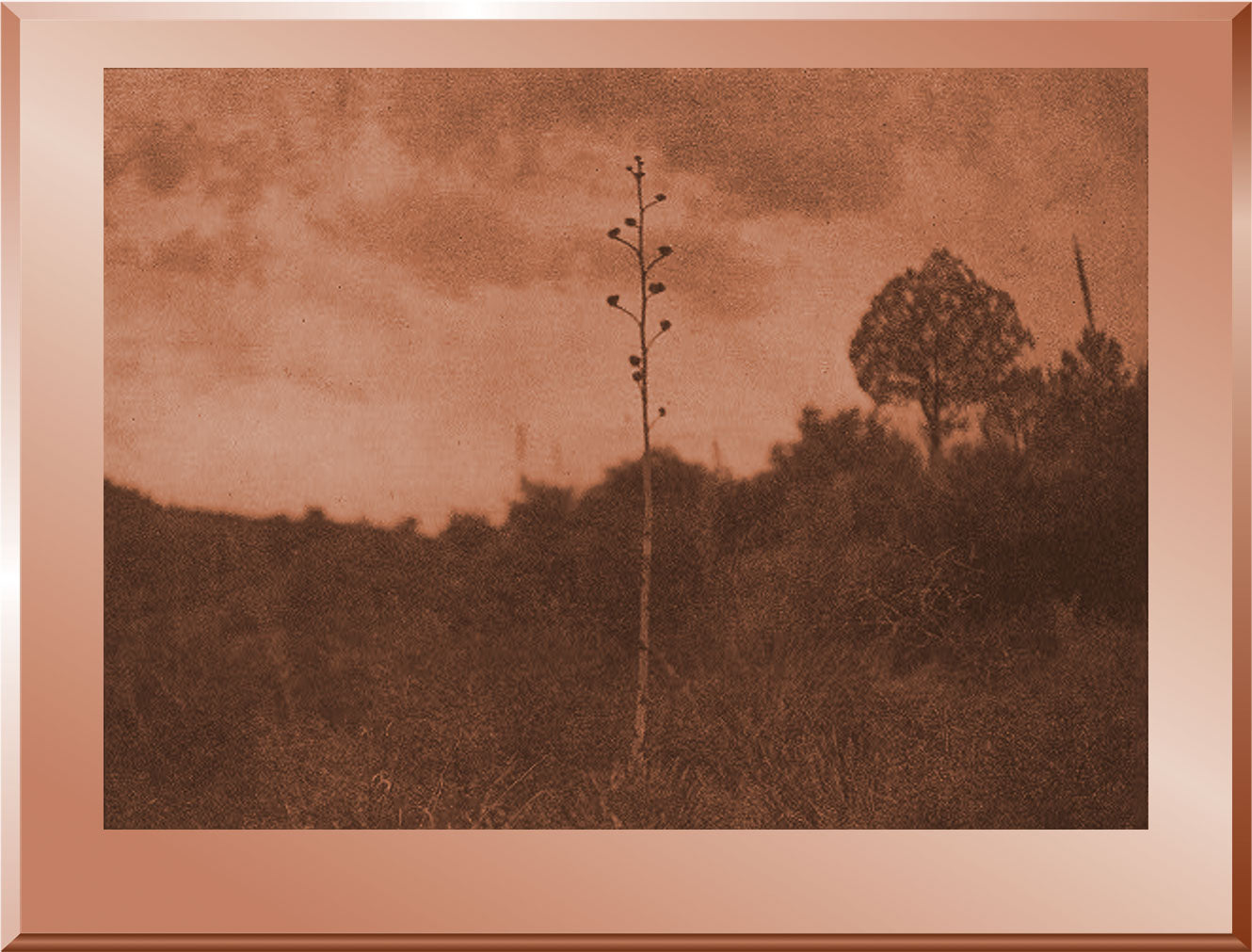 Mescal Hills - Apache