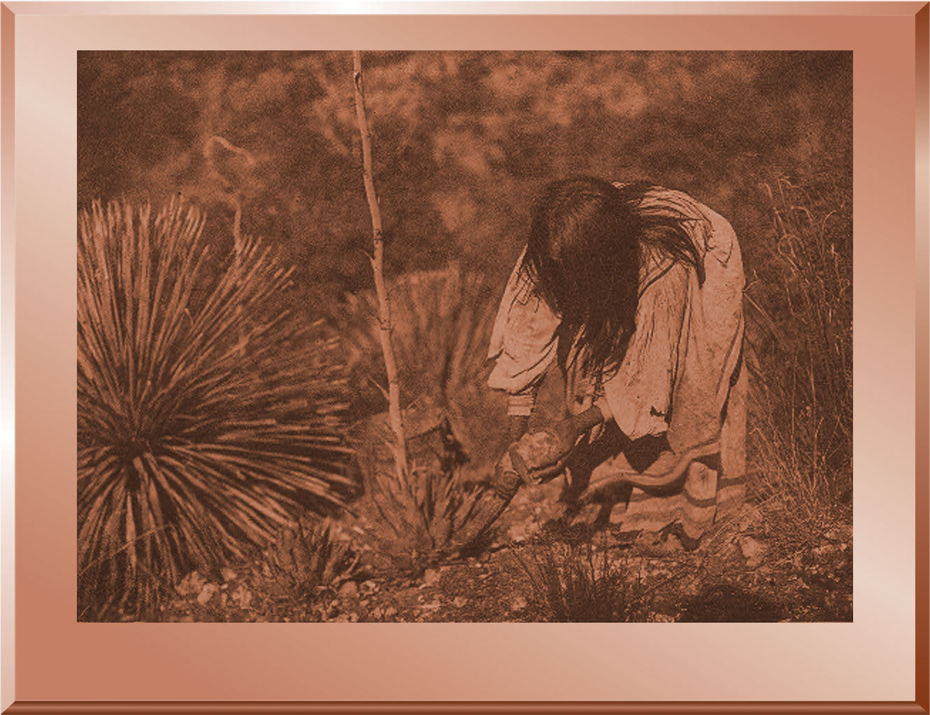 Cutting Mescal - Apache