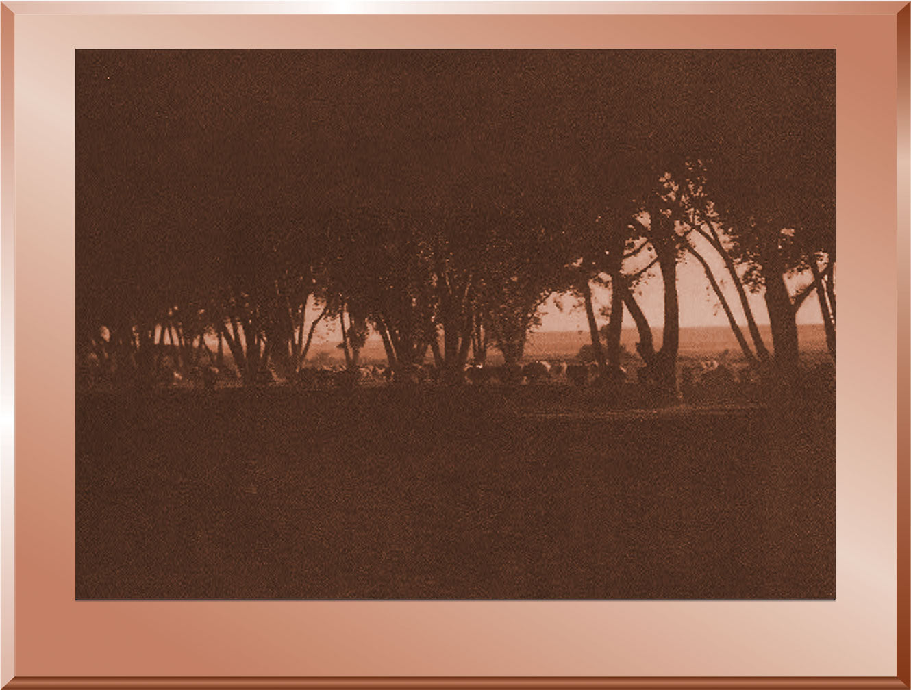 Under the Cottonwoods