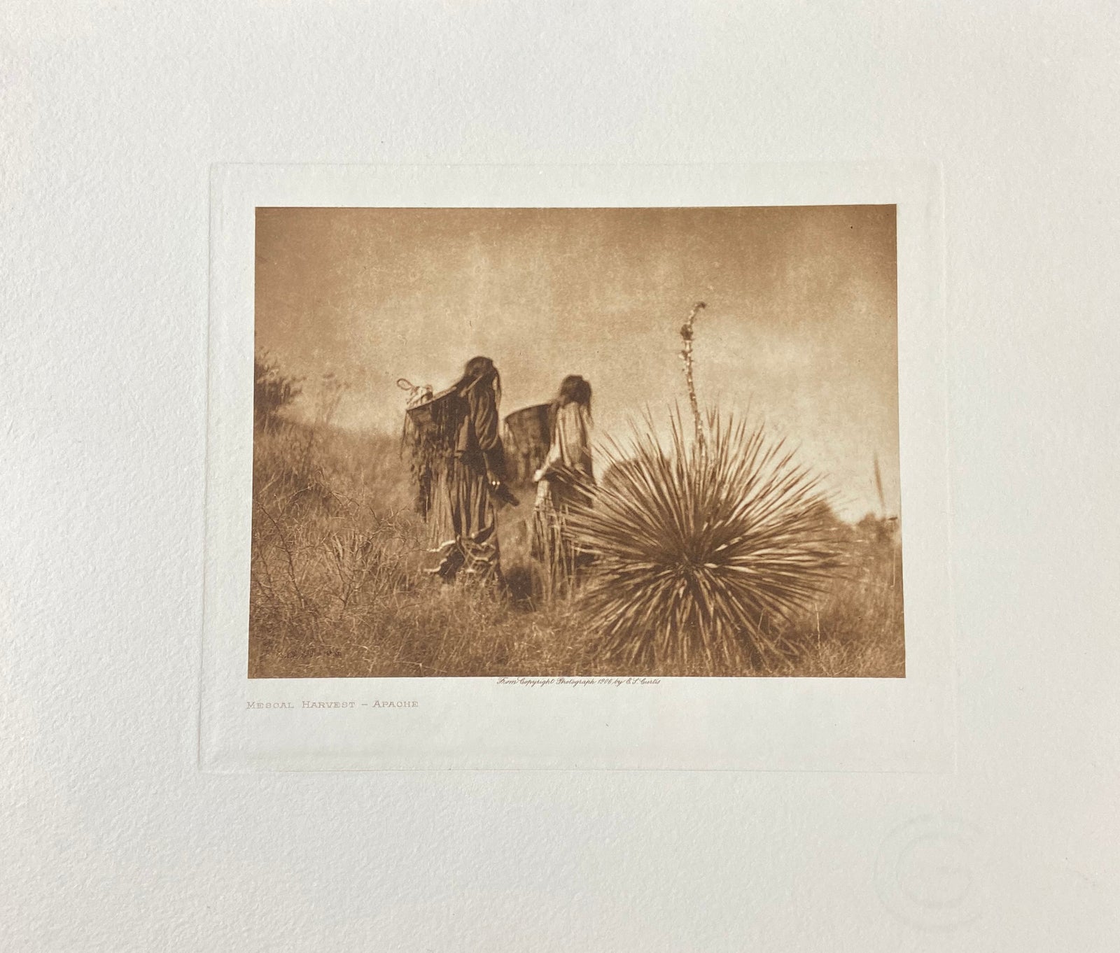 Mescal Harvest - Apache