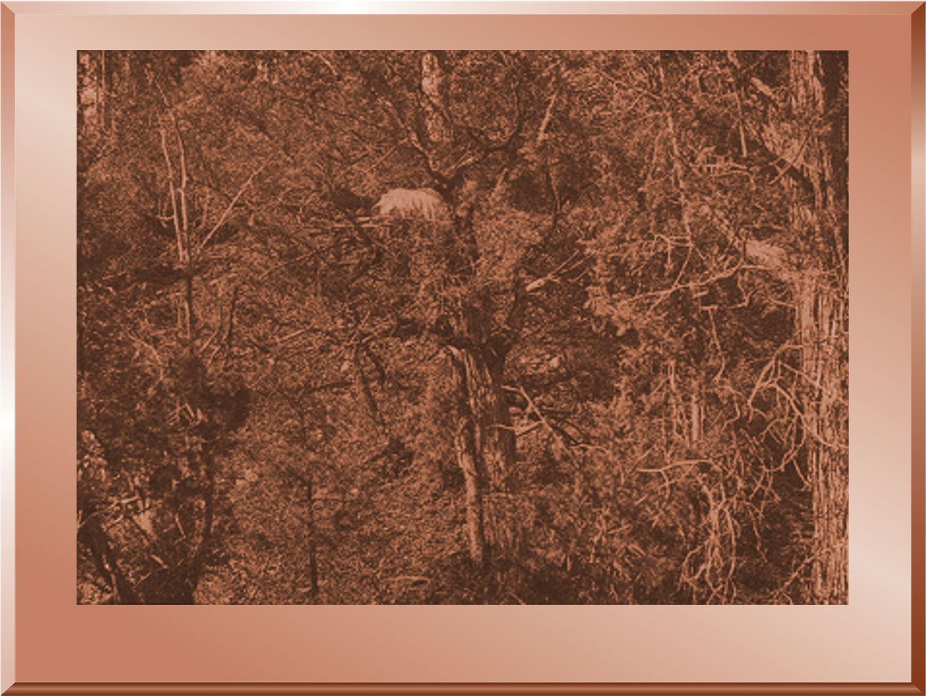 Infant Burial - Apache