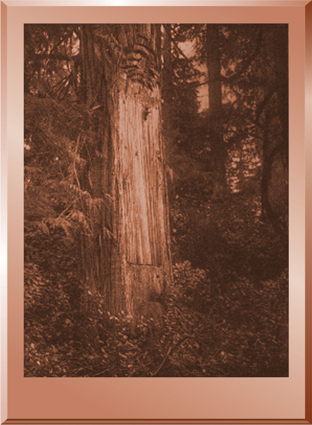 A "Begged from" Cedar