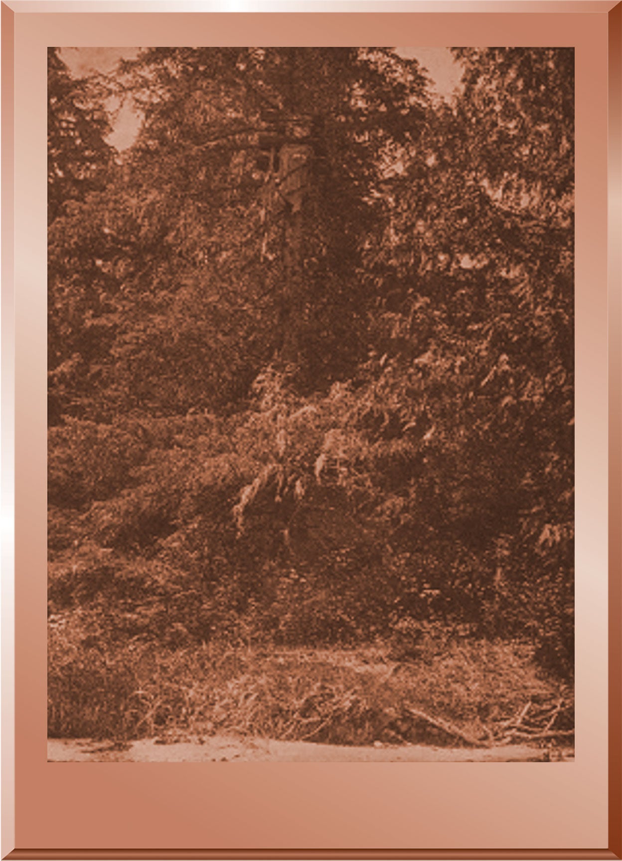 Tsawatenok Tree Burial