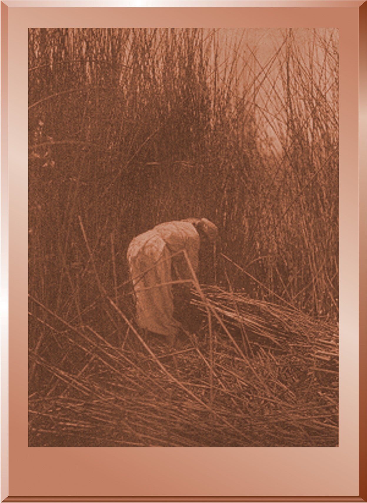 Gathering Tules - Lake Pomo