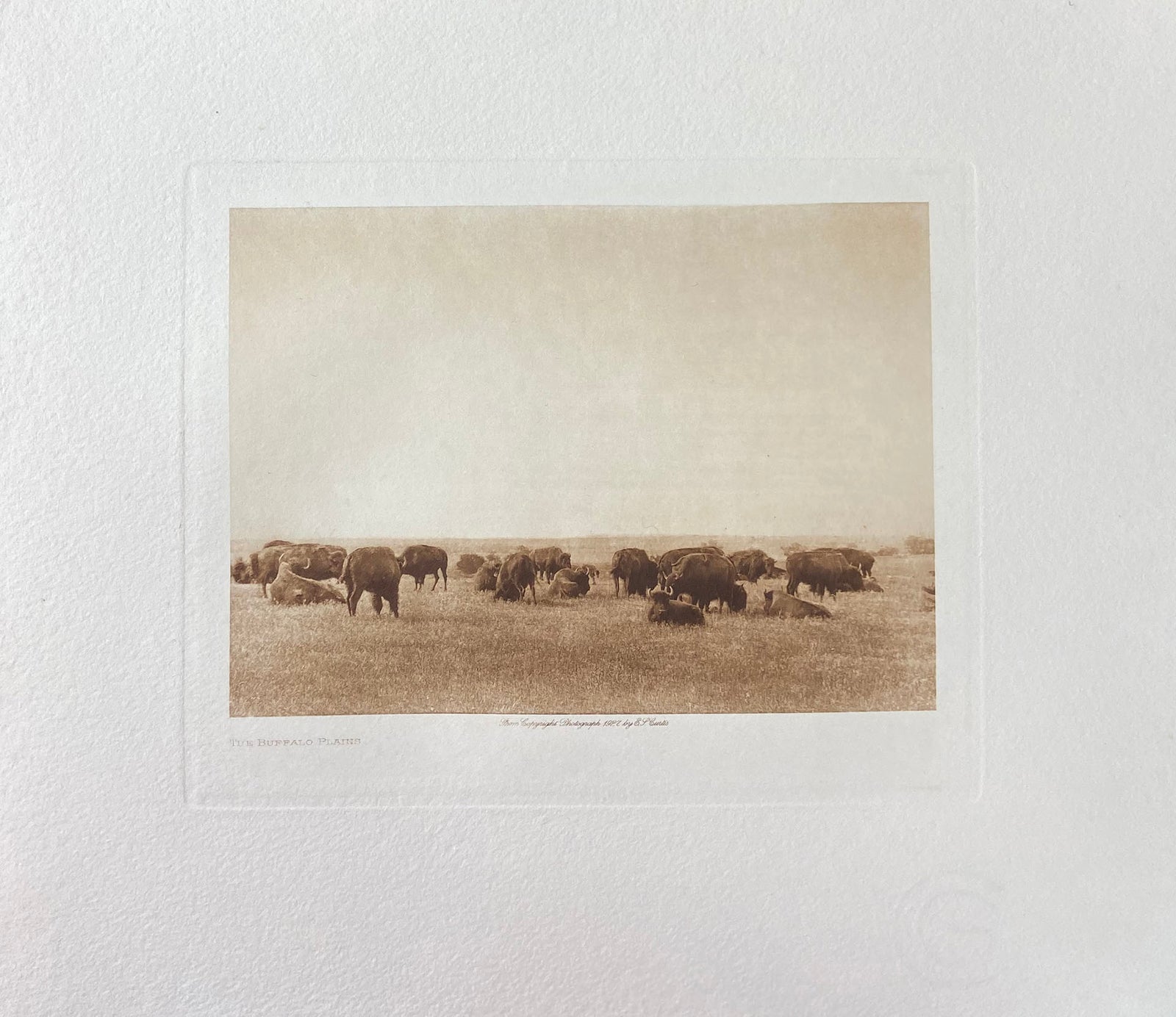 The Buffalo Plains