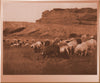 Navaho Flocks