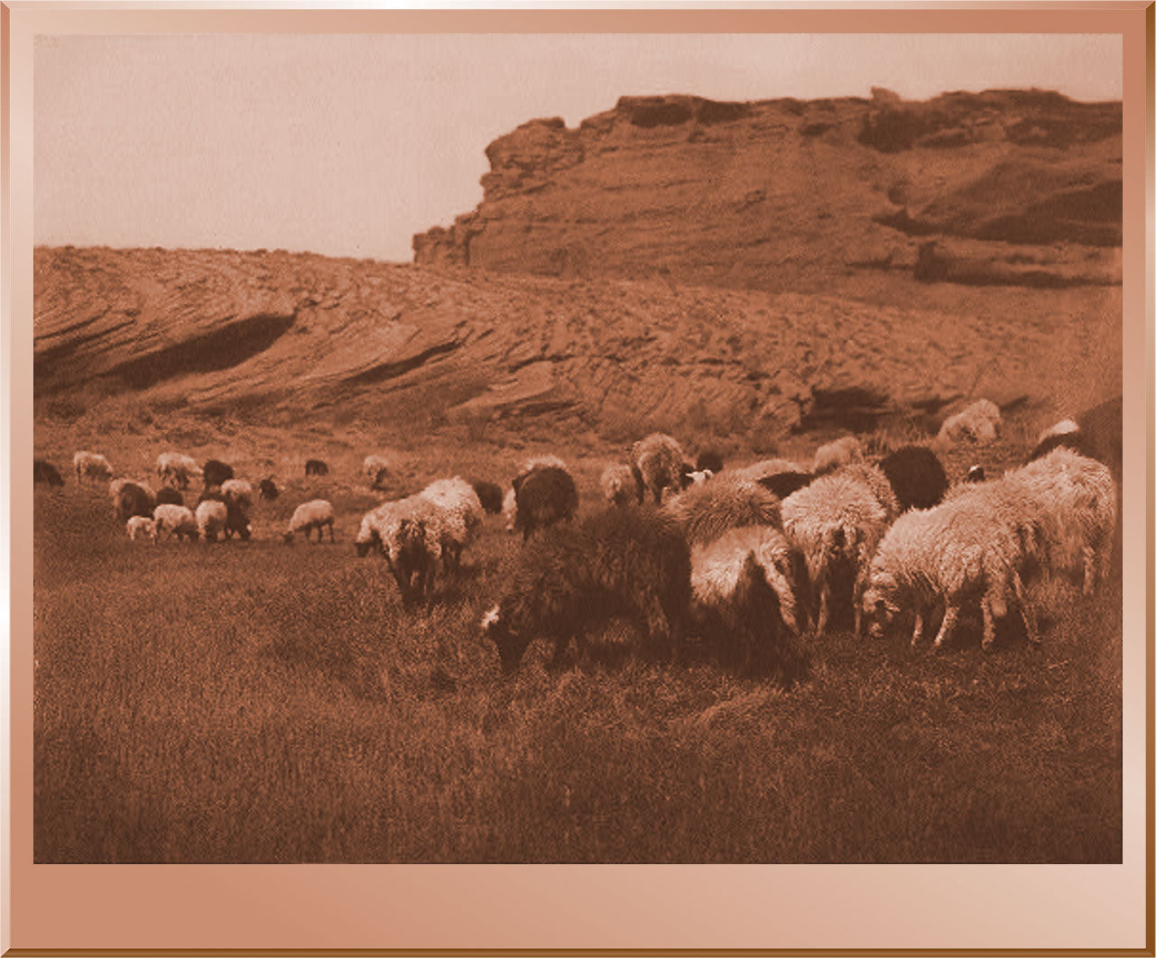 Navaho Flocks