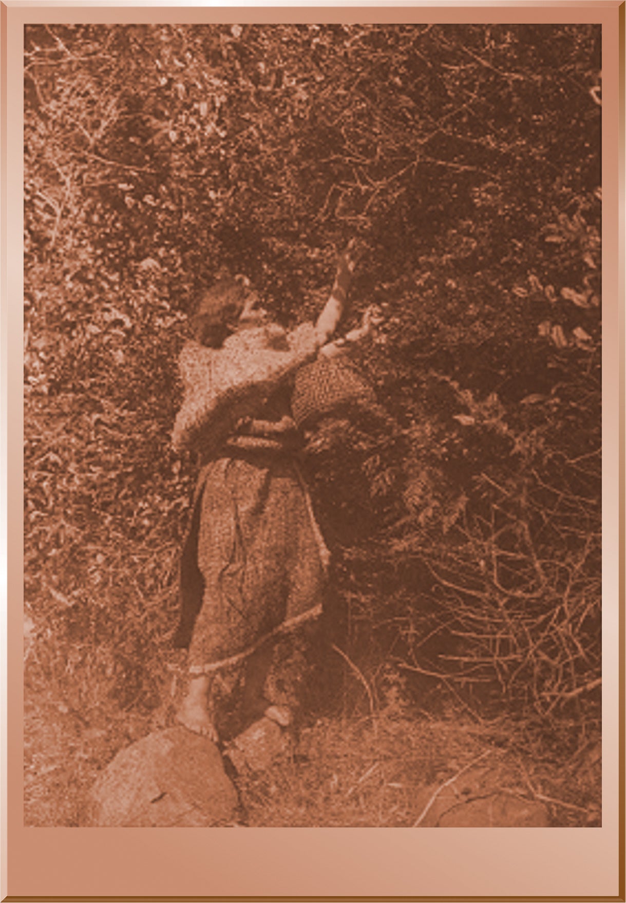The Berry Picker - Clayoquot