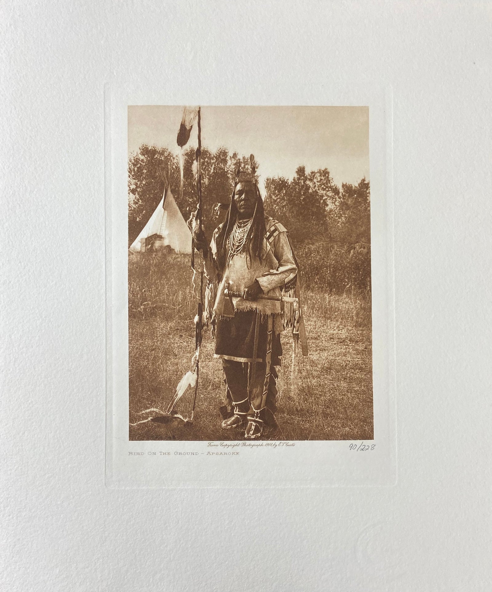 Bird on Ground - Apsaroke