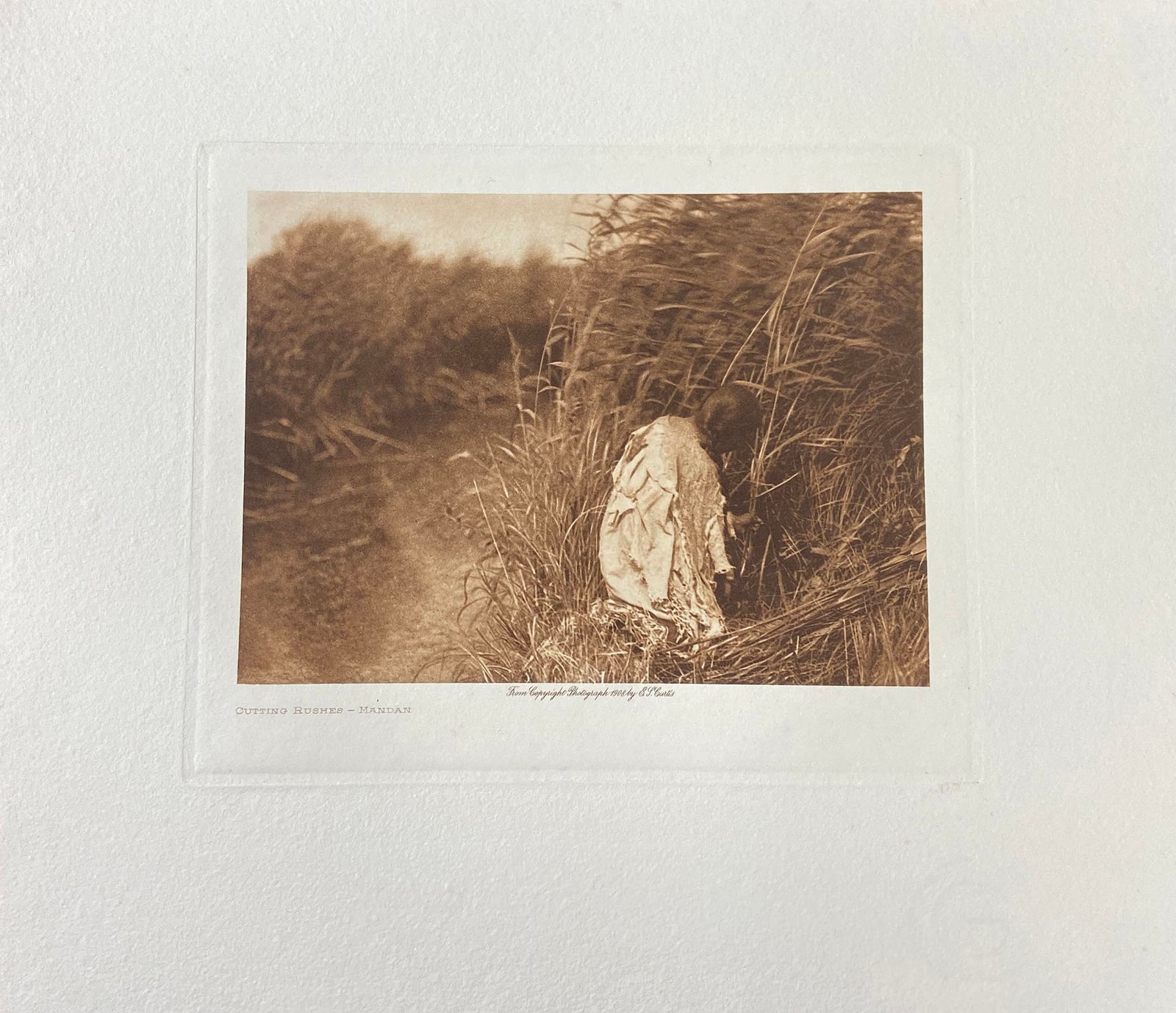 Cutting Rushes - Mandan