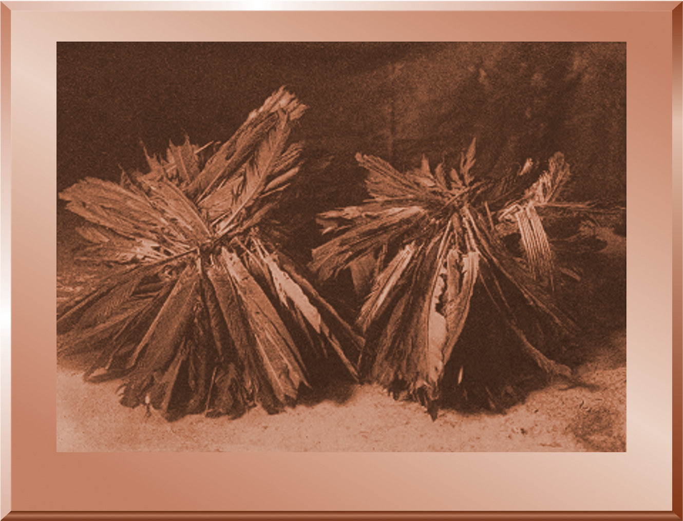 The Turtles, with feather Adornment - Mandan