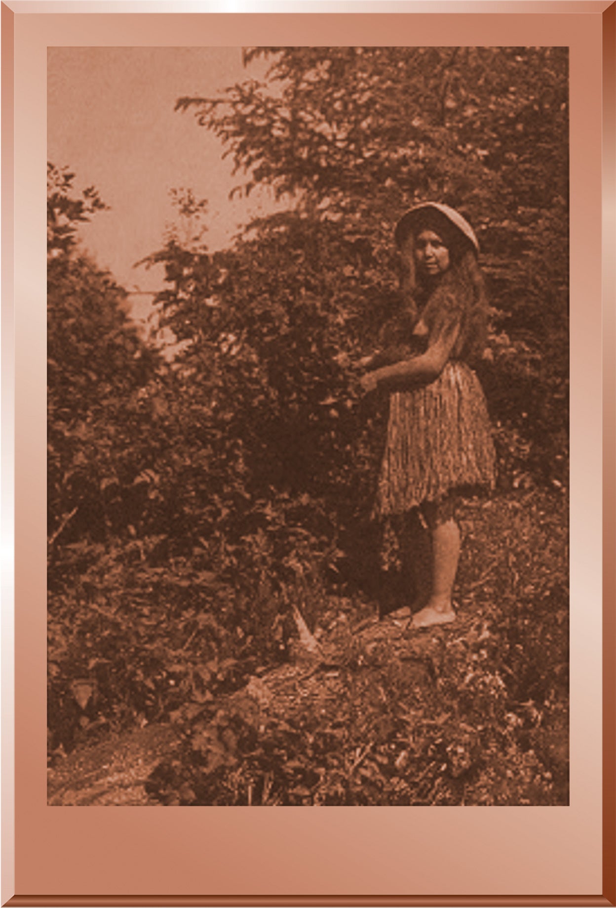 In the Forest - Quinault