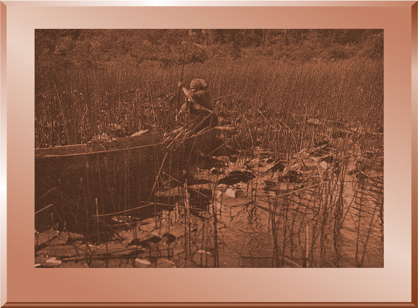 Gathering Tules - Cowichan