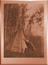Camp among the Aspens - Chipewyan