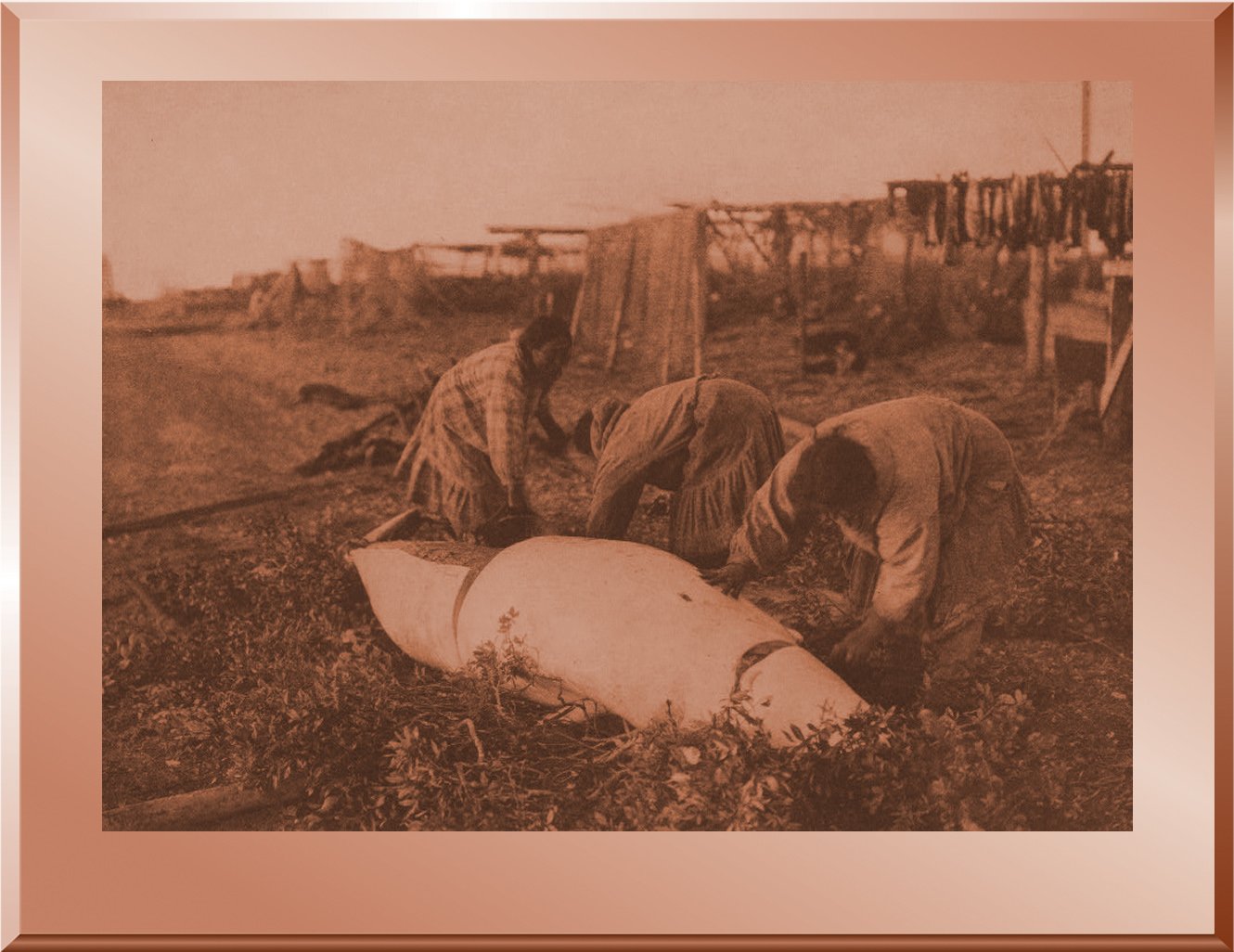 Cutting Up a Beluga - Kotzebue