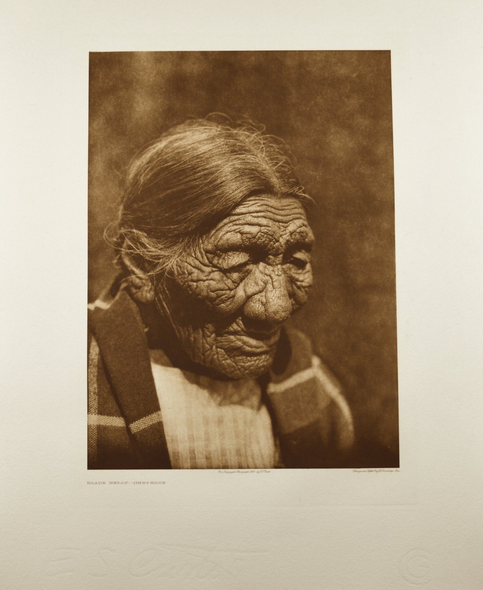 Black Belly - Cheyenne