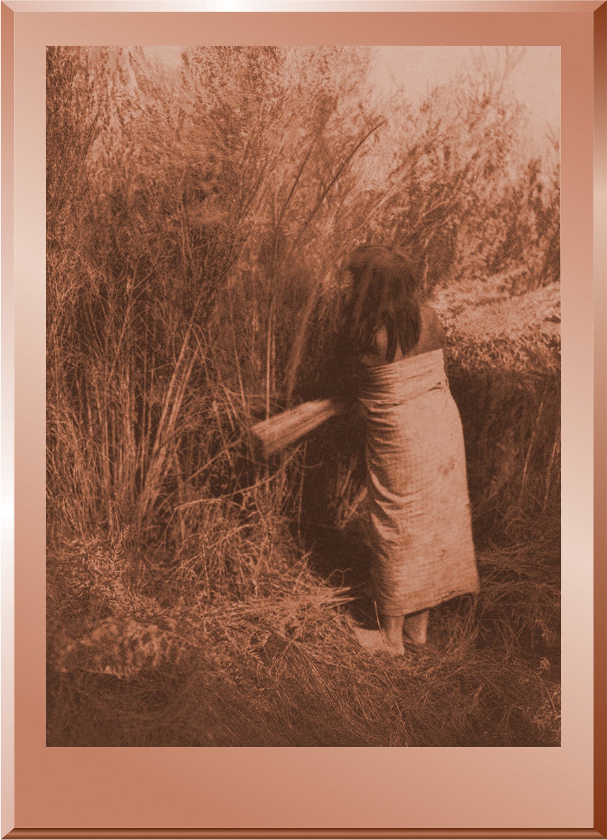 Gathering Arrow Brush - Maricopa