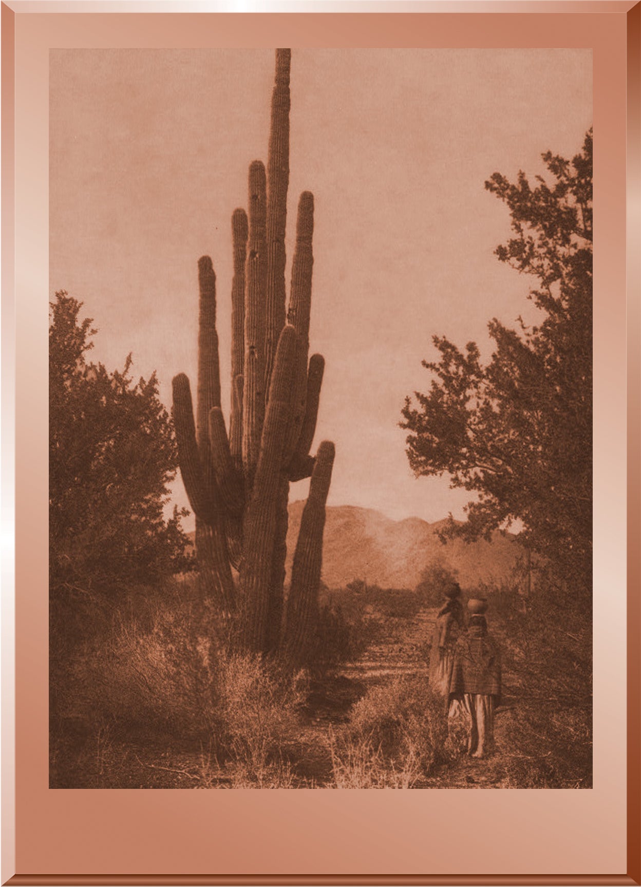 Gathering Cactus Fruit - Pima