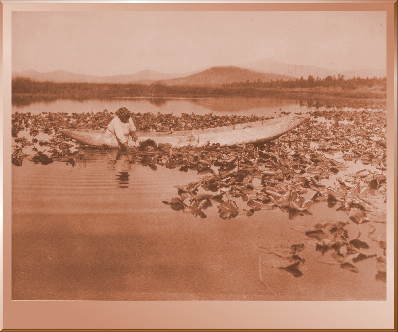 Gathering Wokas - Klamath