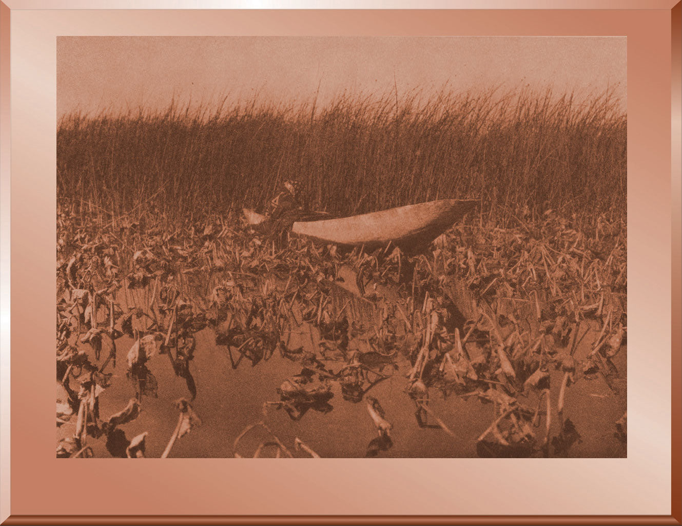 Gathering Wokas - Klamath