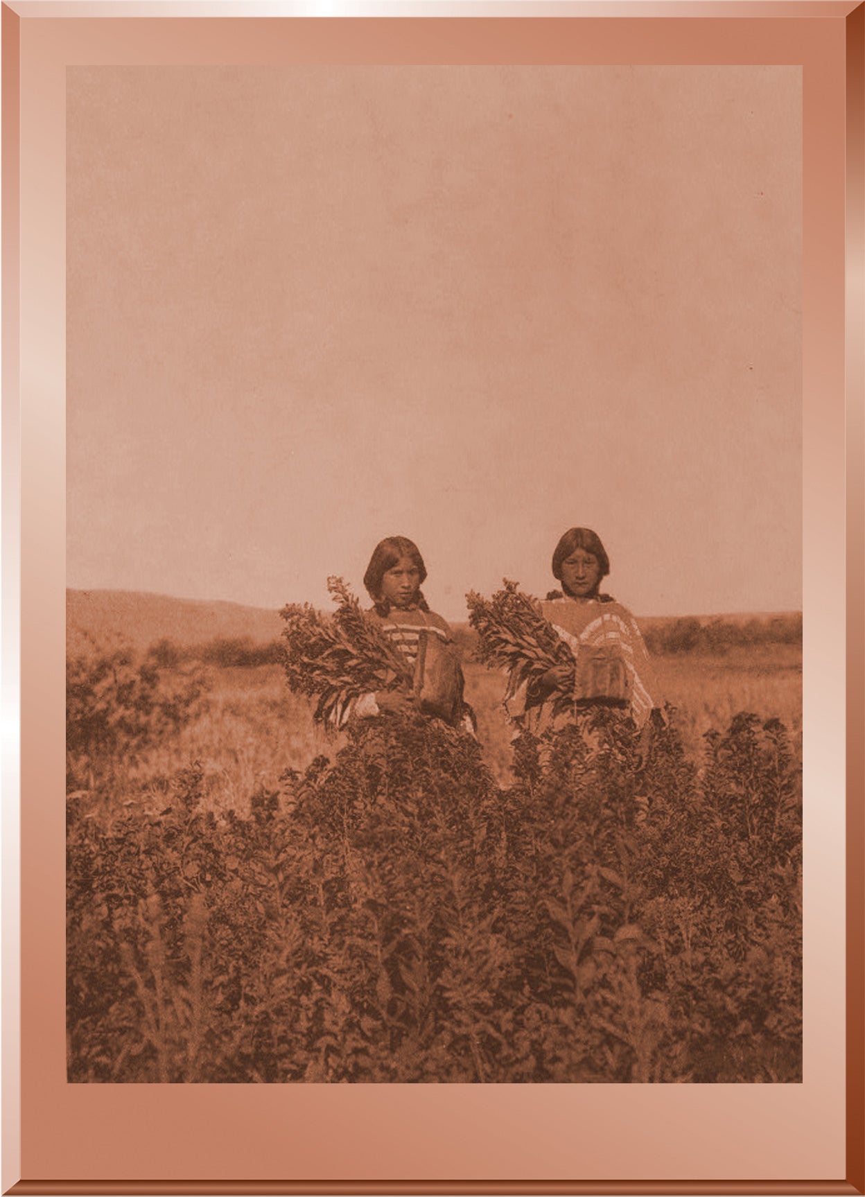 Goldenrod Meadows - Piegan