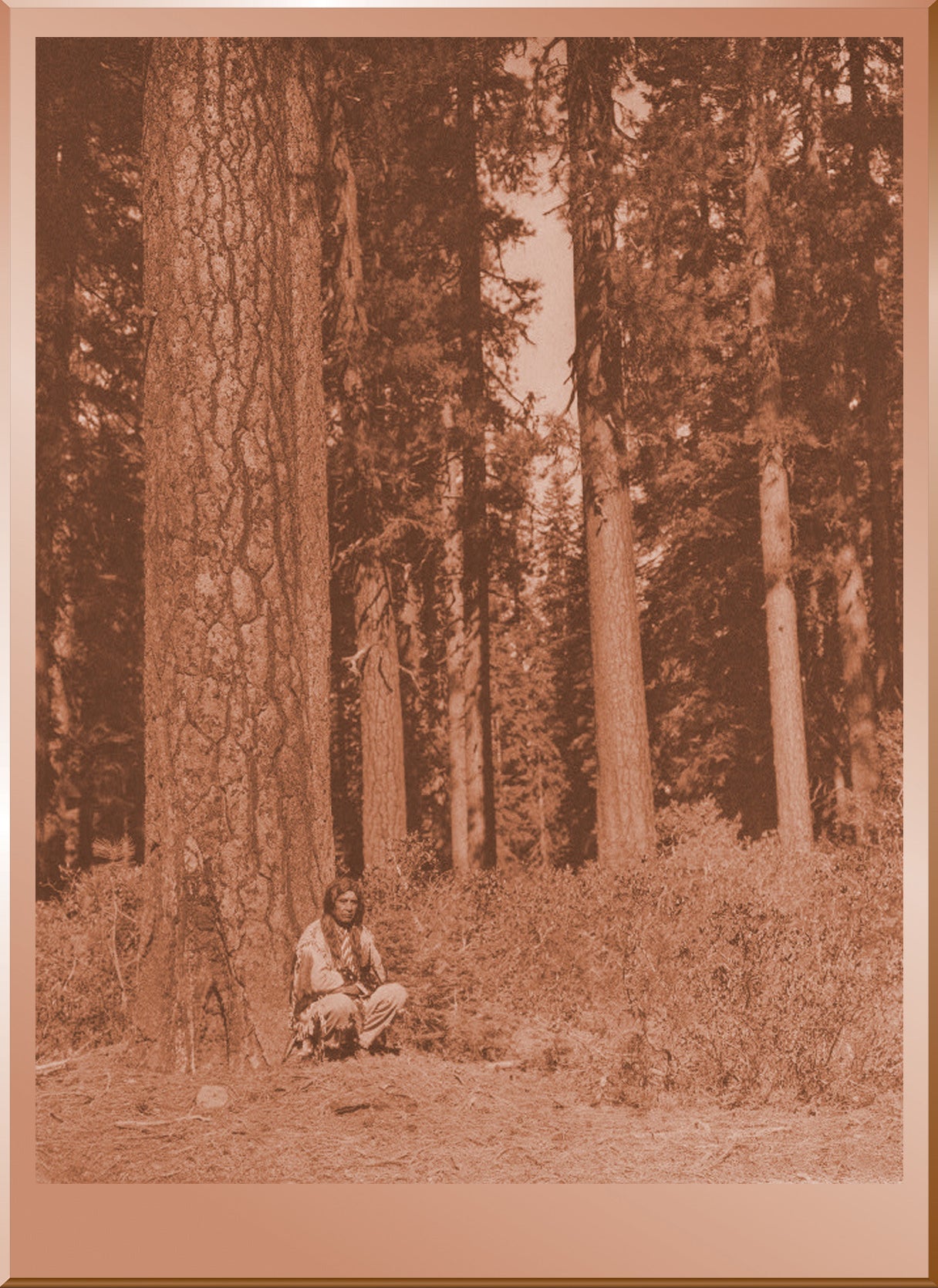 In the Forest - Klamath