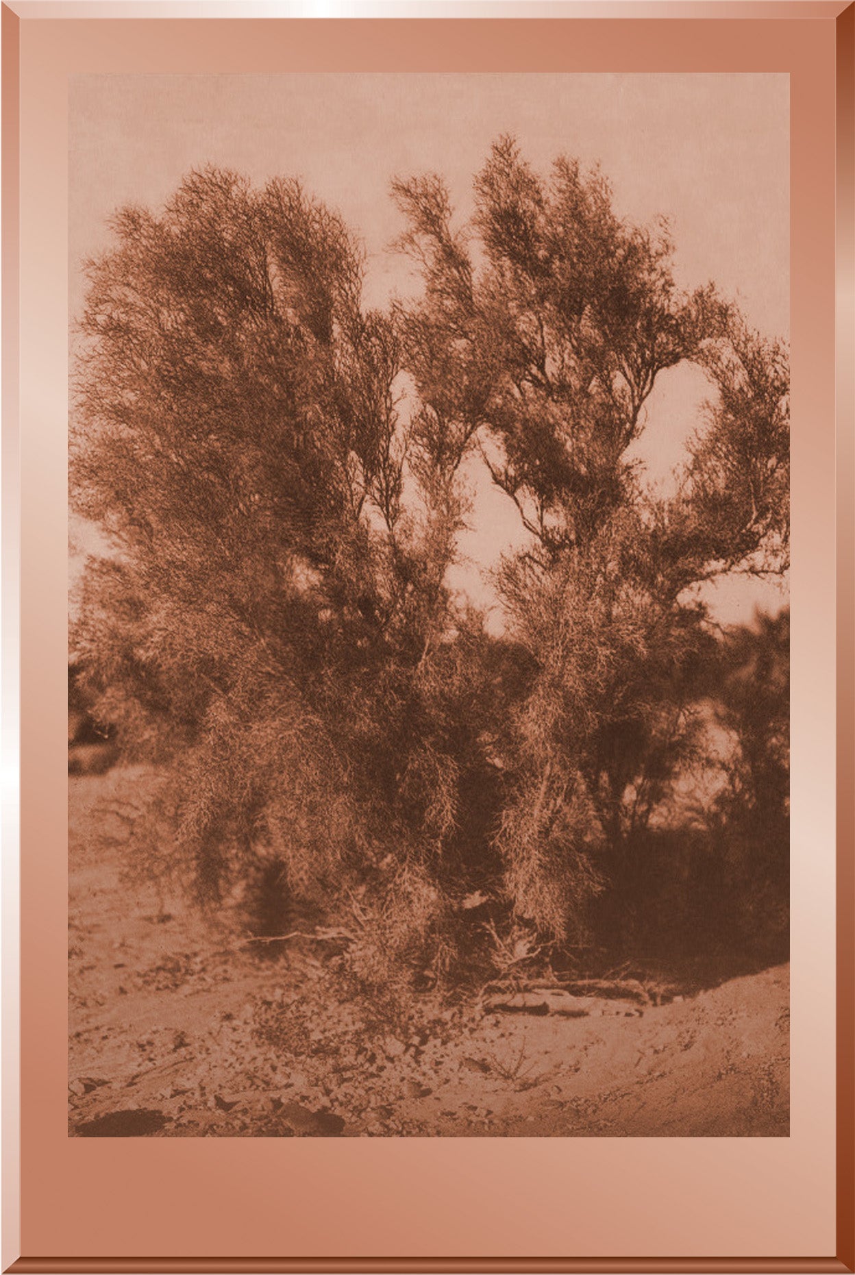 Palo Verde - Walapai