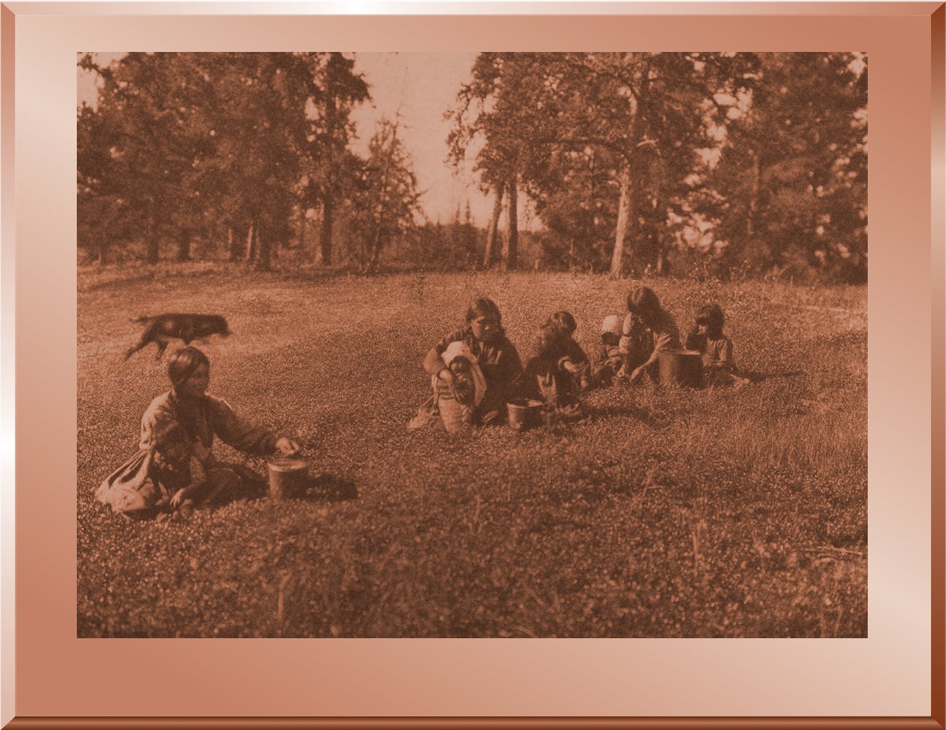 Picking Blueberries - Cree
