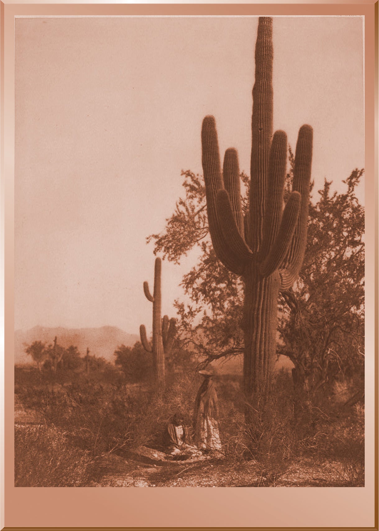 Saguaro Harvest - Pima