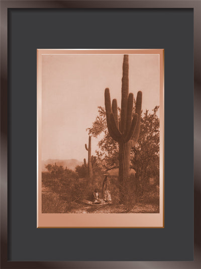 Saguaro Harvest - Pima