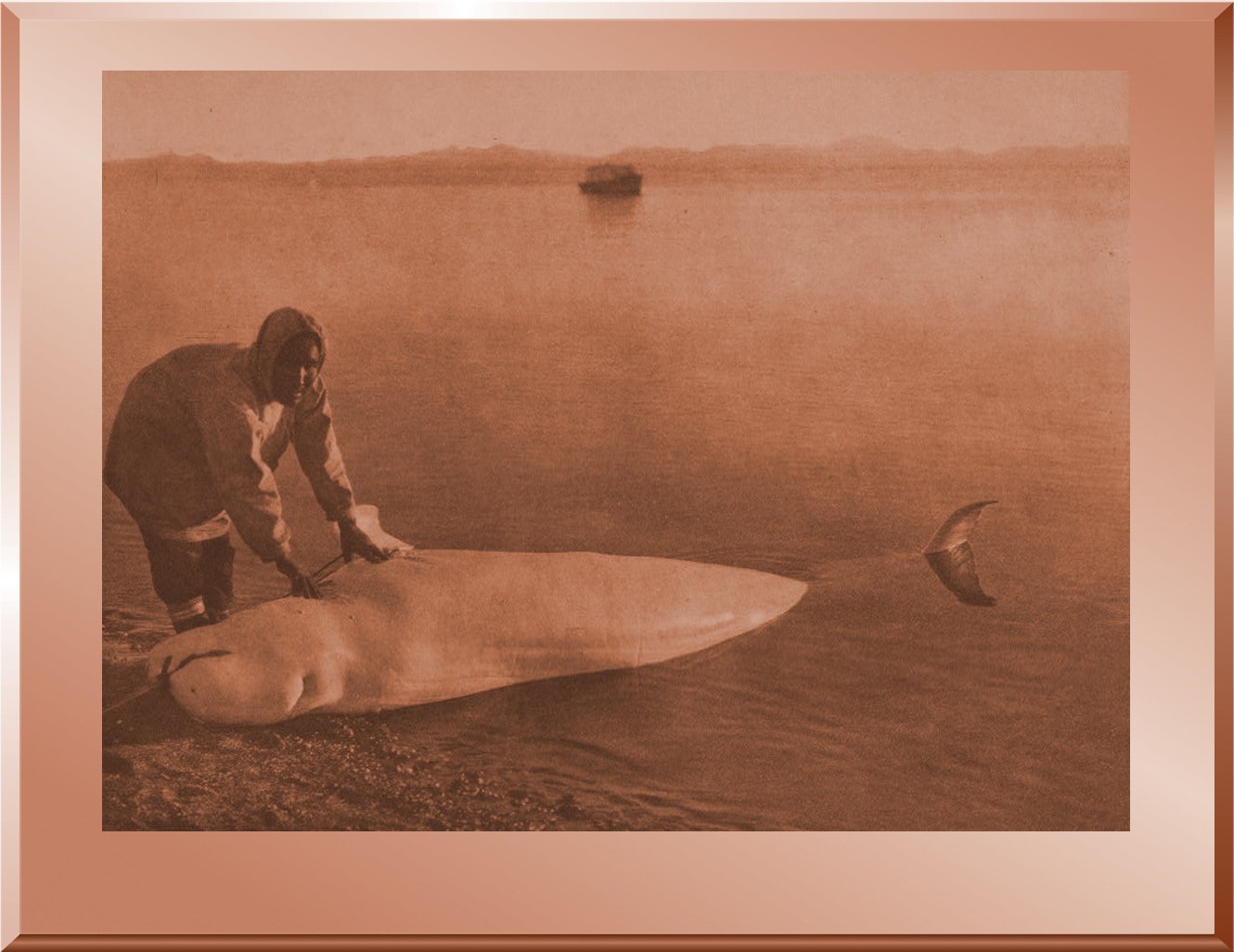 The Beluga - Kotzebue