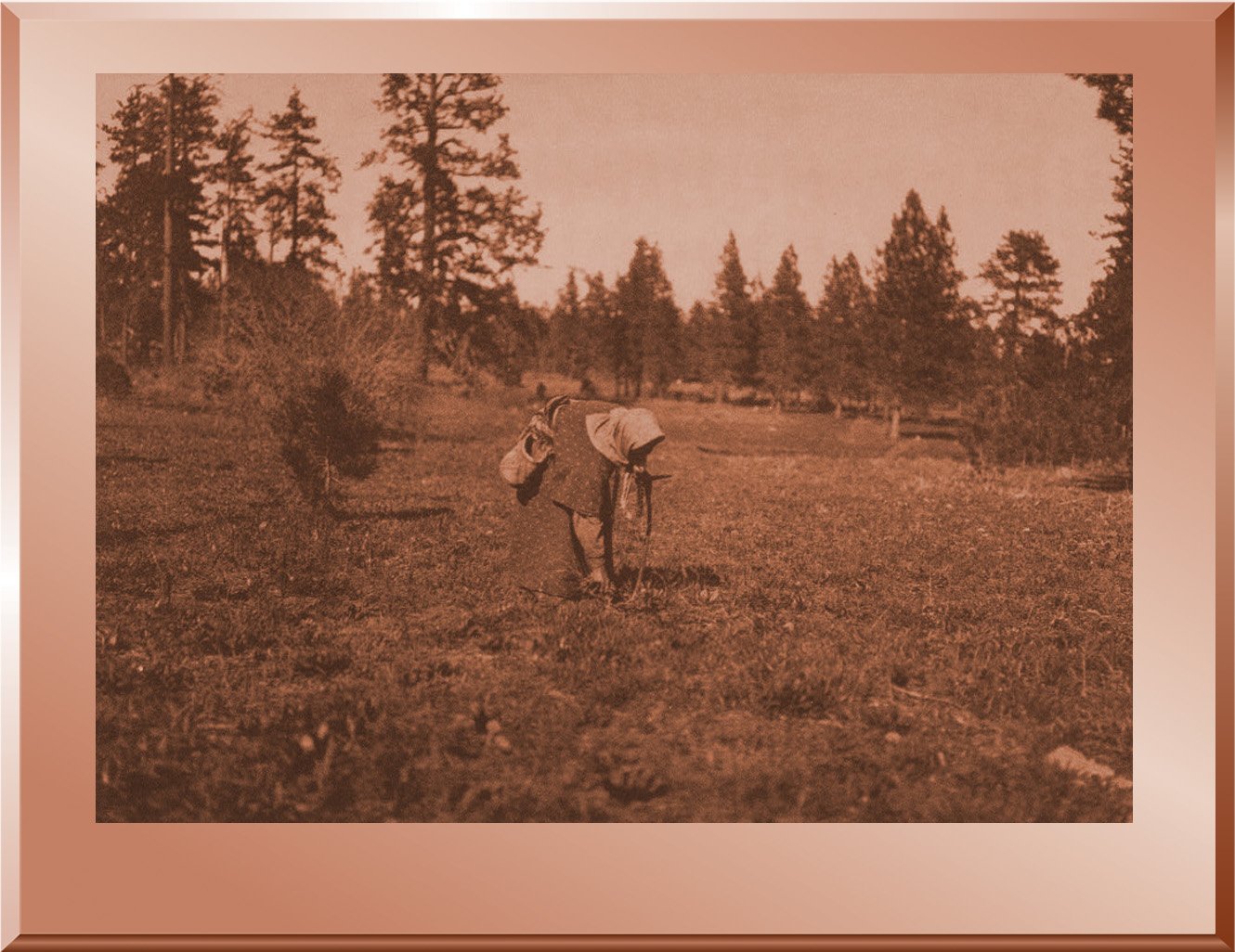 The Root Digger - Yakima