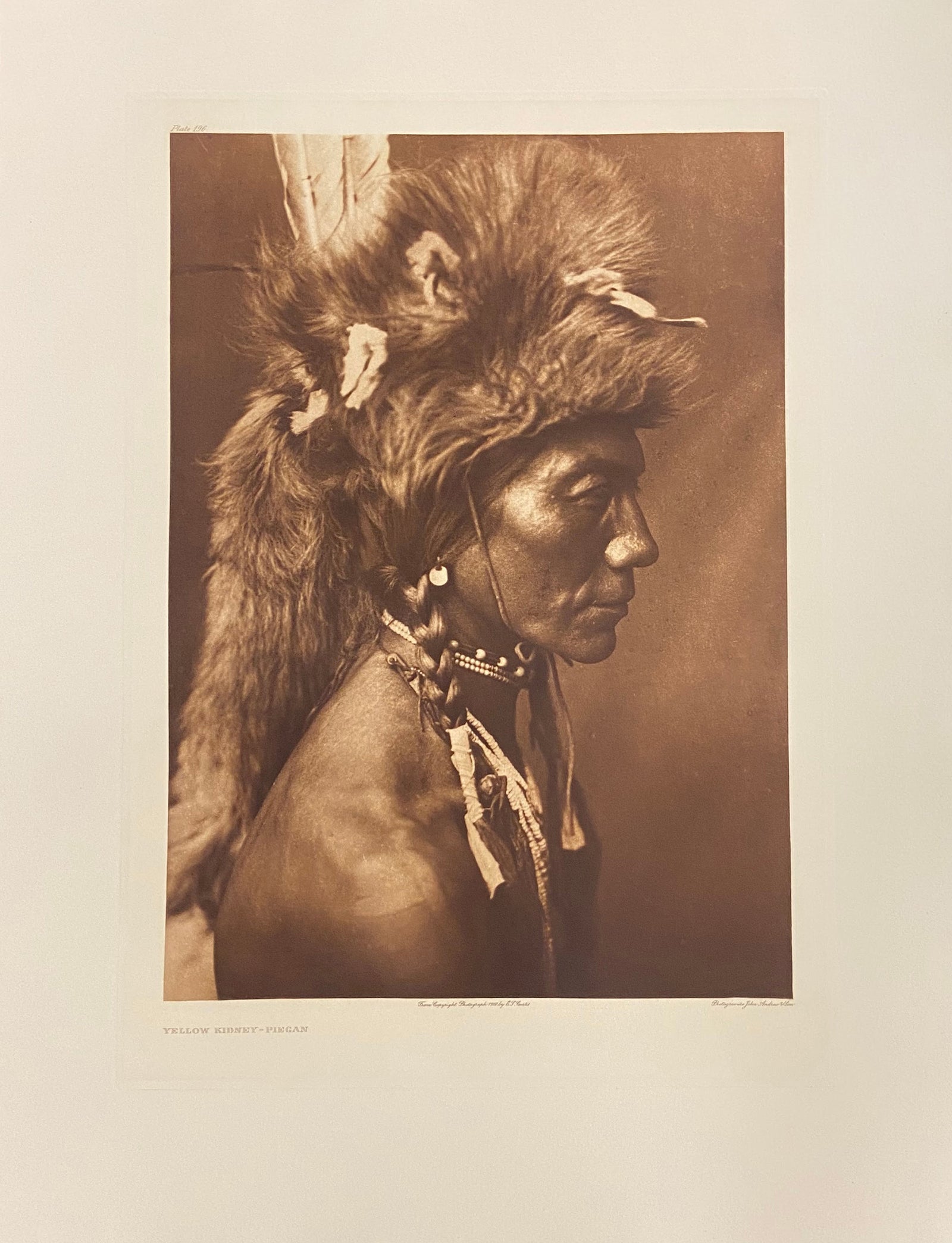 Yellow Kidney - Piegan